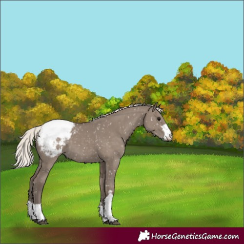 Horse Color:Silver Grullo Snowcap 