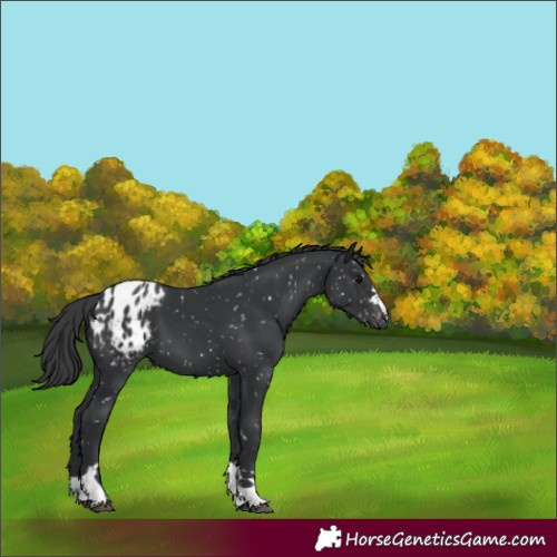 Horse Color:Black Blanket 