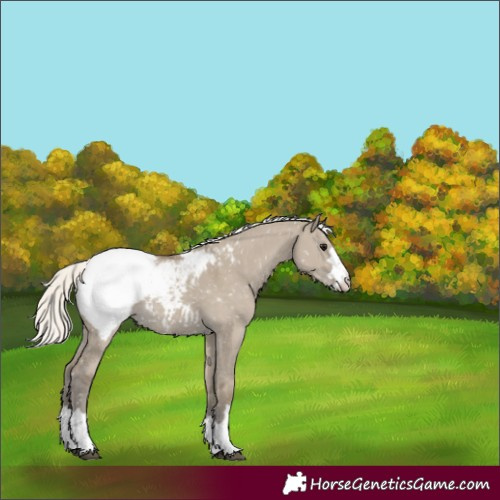 Horse Color:Silver Smoky Grullo Snowcap 