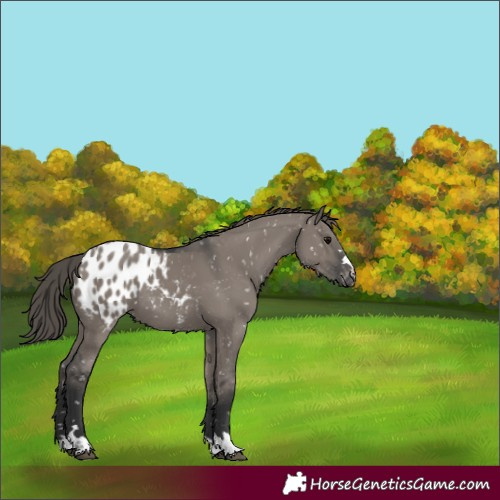 Horse Color:Grullo Appaloosa 