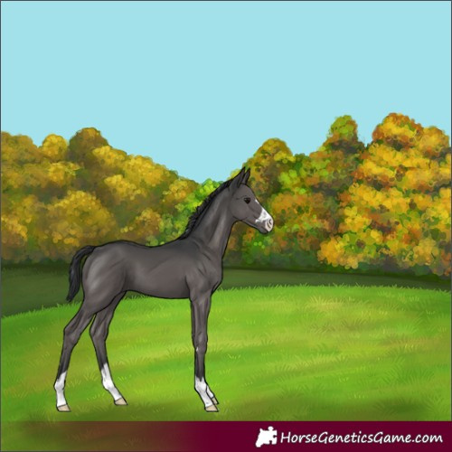 Horse Color:Black 