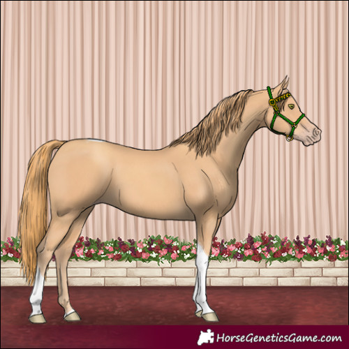 Horse Color:Gold Champagne Tobiano 