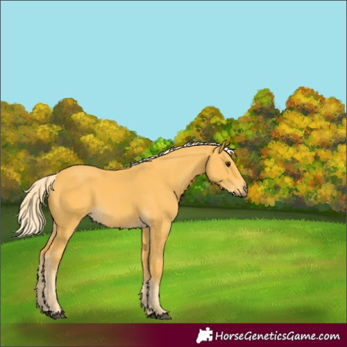 Horse Color:Palomino 