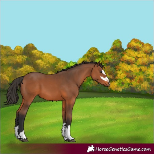 Horse Color:Bay 