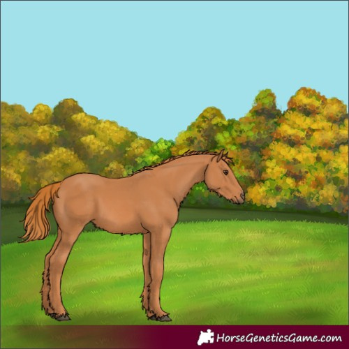 Horse Color:Chestnut 