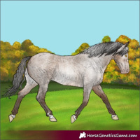 Horse Color:Gray Amber Champagne Roan