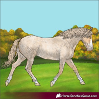 Horse Color:Gold Champagne Roan 