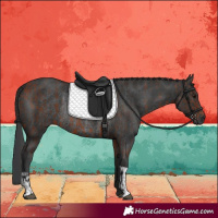 Horse Color:Bay Rabicano  and Black Rabicano 