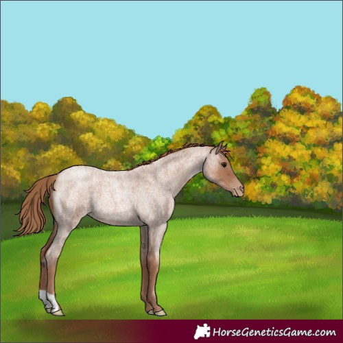 Horse Color:Blue Roan Pearl 