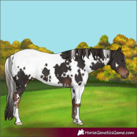 Horse Color:White Spotted Liver Chestnut 