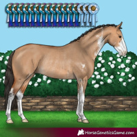 Horse Color:Bay Dun Sabino Rabicano