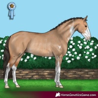 Horse Color:Bay Dun Sabino Rabicano 