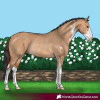 Horse Color:Bay Dun Sabino Rabicano