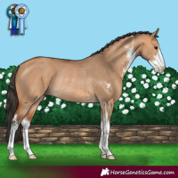 Horse Color:Bay Dun Sabino Rabicano
