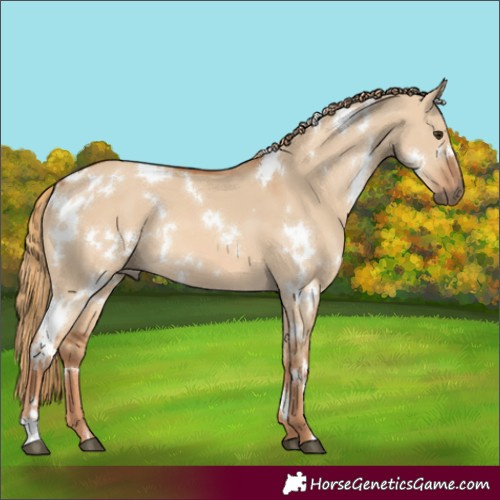 Horse Color:White Spotted Red Dun 