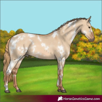 Horse Color:White Spotted Red Dun