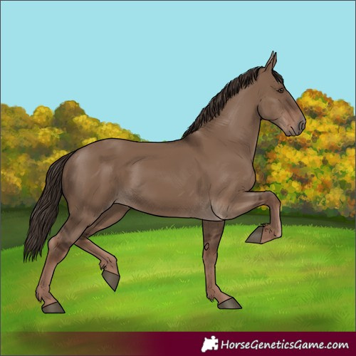 Horse Color:Liver Red Dun Rabicano