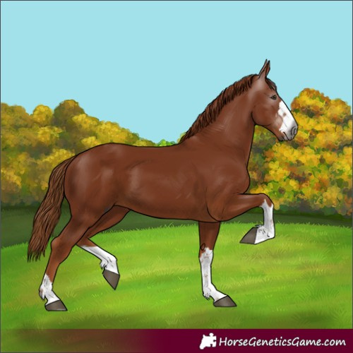 Horse Color:Gray Chestnut