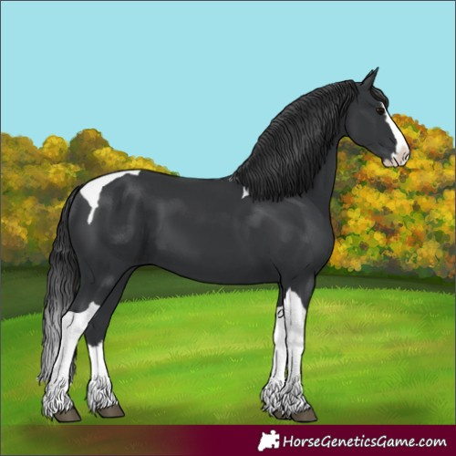 Horse Color:Unknown 