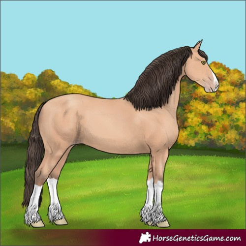 Horse Color:Unknown 
