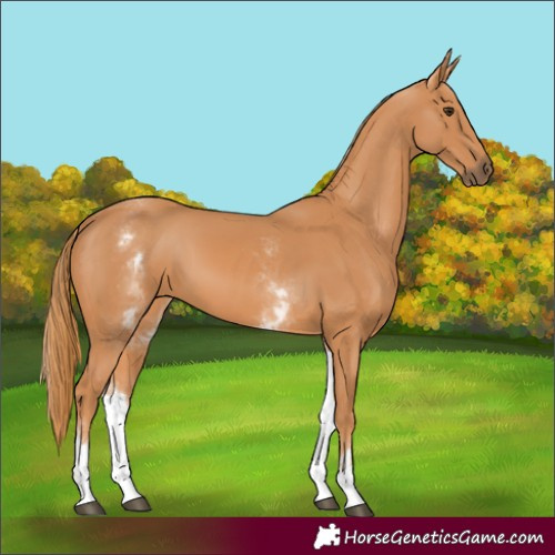 Horse Color:White Spotted Chestnut 