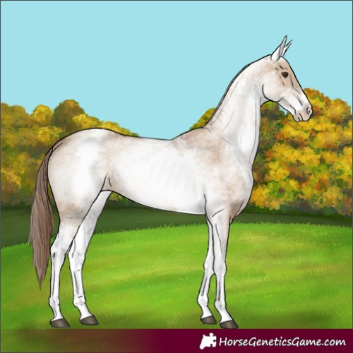 Horse Color:White Spotted Red Dun 