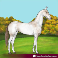 Horse Color:White Spotted Red Dun 