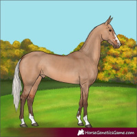 Horse Color:Silver Bay Dun