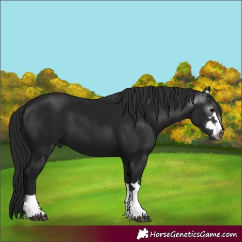 Horse Color:Gray Black 