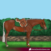 Horse Color:Silver Bay 
