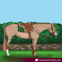 Horse Color:Red Dun Sabino 