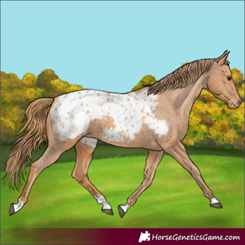 Horse Color:Chestnut Appaloosa