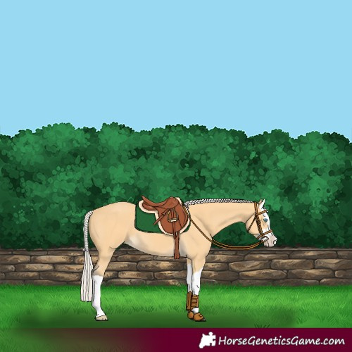 Horse Color:Silver Buckskin Splash 