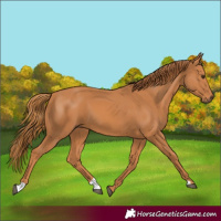 Horse Color:Chestnut 