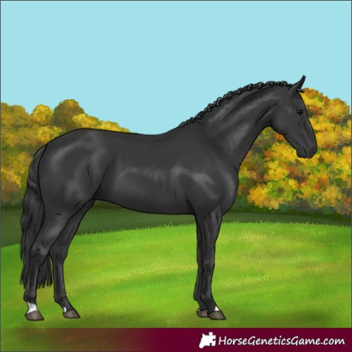Horse Color:Black 