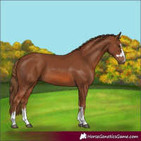 Horse Color:Chestnut 
