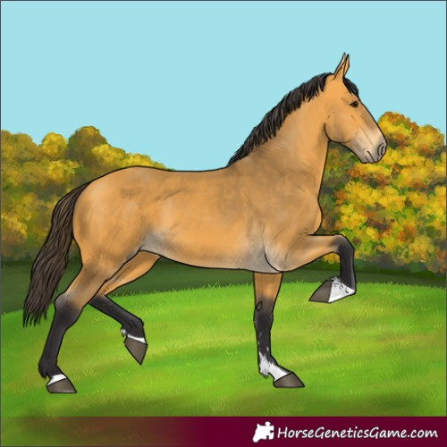 Horse Color:Buckskin