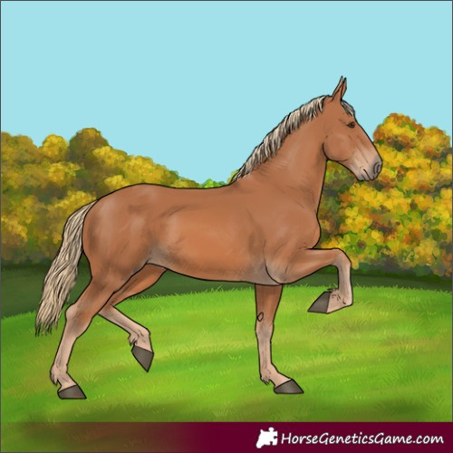 Horse Color:Unknown 