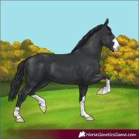 Horse Color:Black 