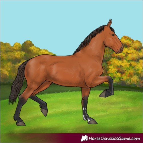 Horse Color:Bay 