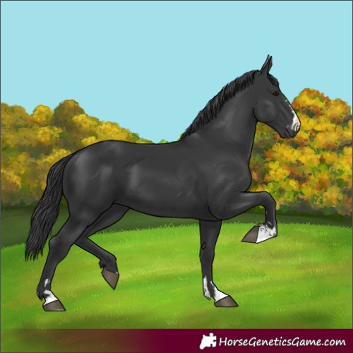 Horse Color:Black