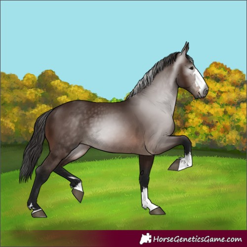 Horse Color:Gray Bay 