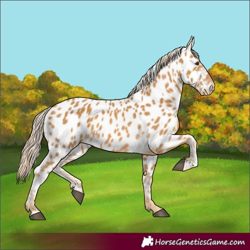 Horse Color:Palomino Appaloosa