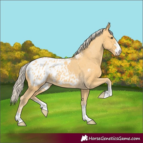 Horse Color:Palomino Appaloosa