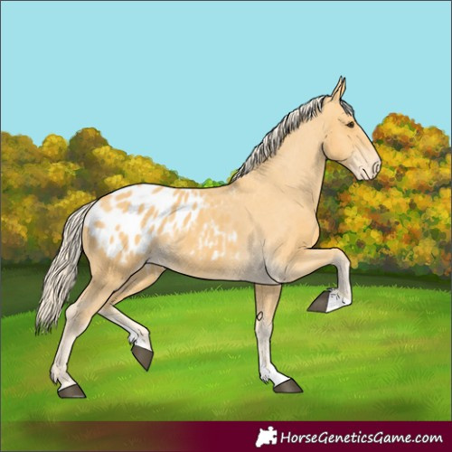 Horse Color:Palomino Appaloosa 