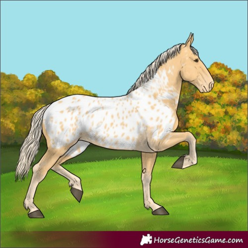 Horse Color:Palomino Appaloosa 