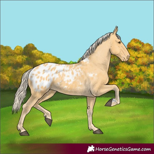 Horse Color:Palomino Appaloosa 