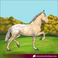 Horse Color:Palomino Appaloosa 