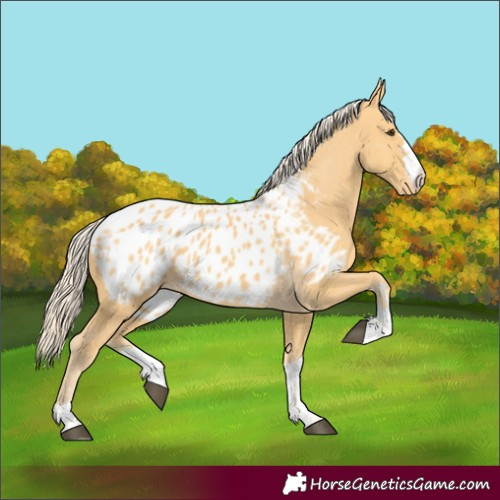 Horse Color:Palomino Appaloosa 