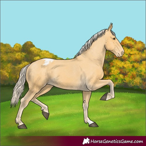 Horse Color:Palomino Appaloosa 